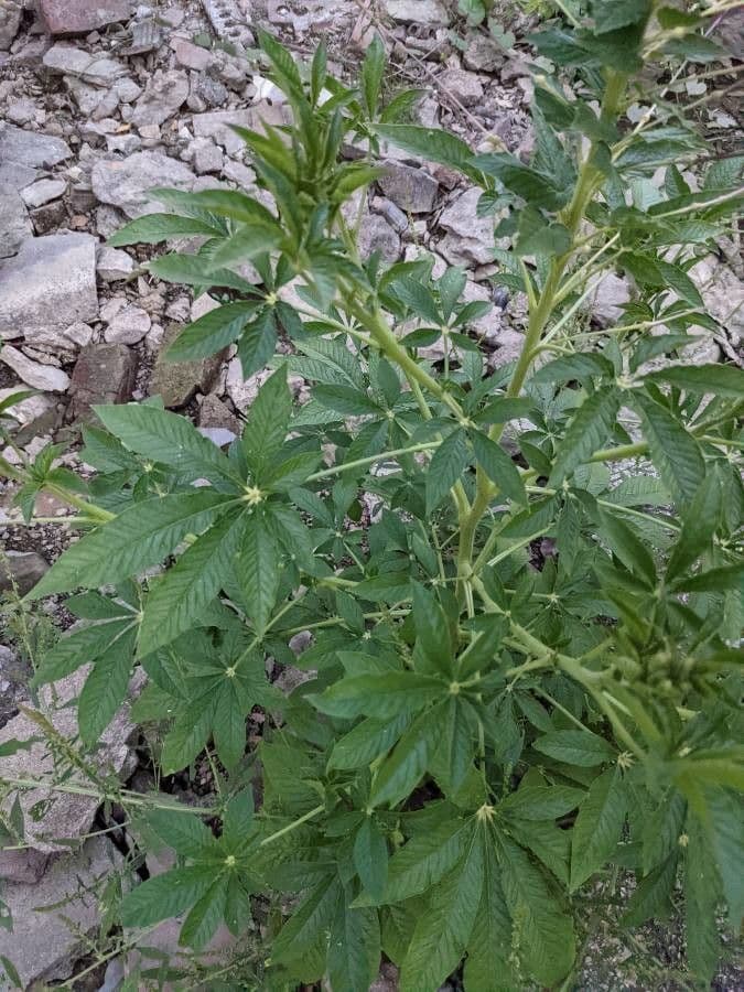 Pavučinkový kvet 16