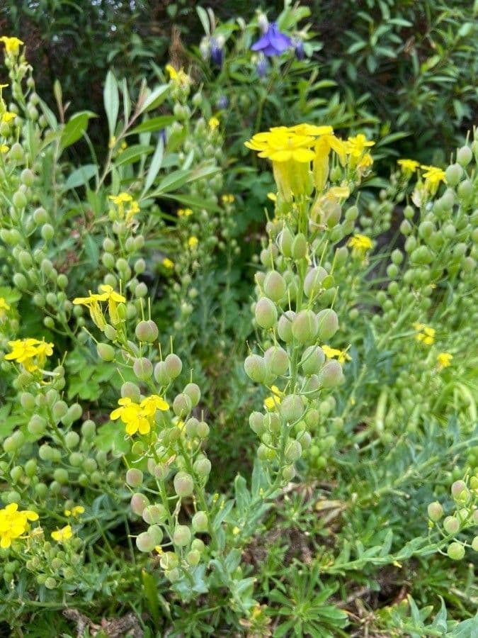 Alyssoides utriculata 7
