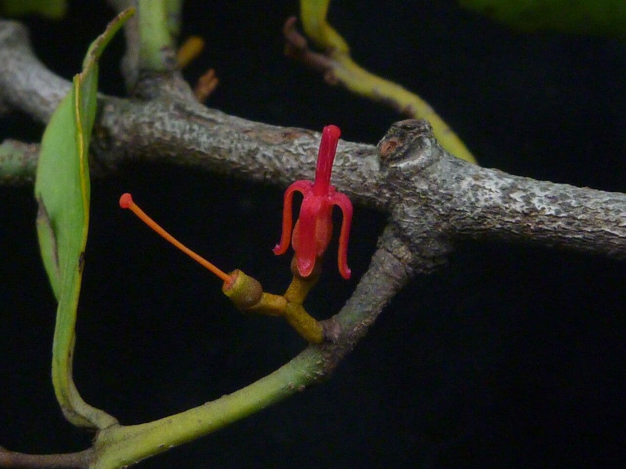 Helixanthera 8