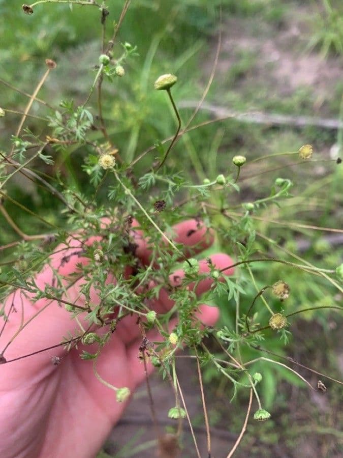 Cotula australis 17