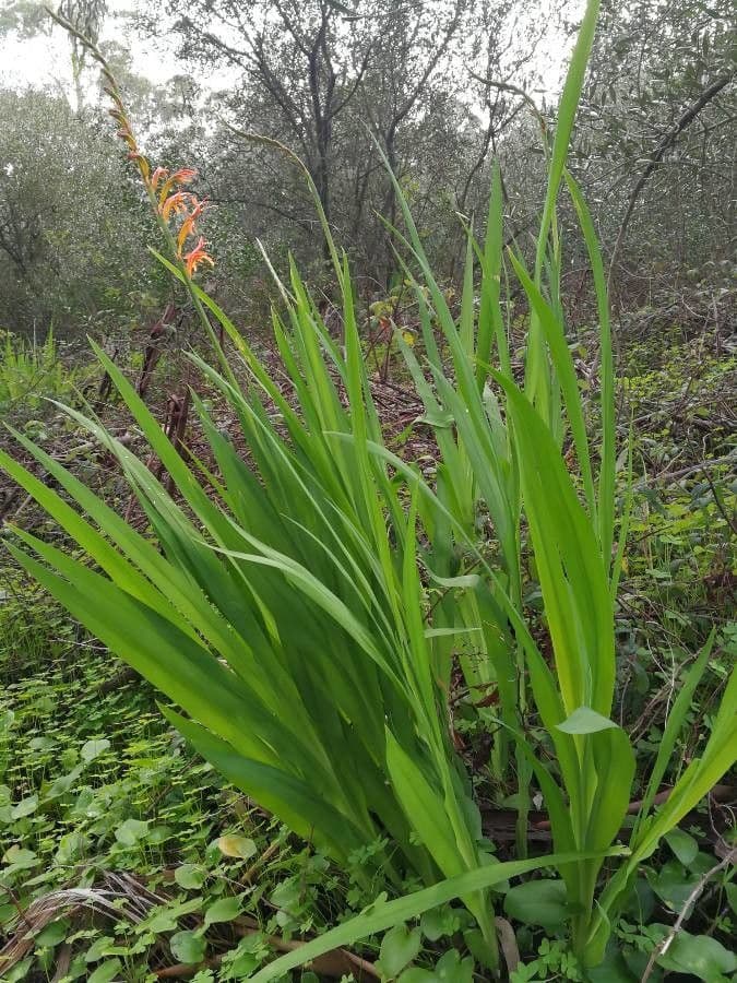 Chasmanthe aethiopica 14