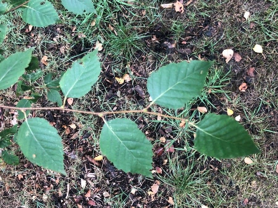 Betulla nera asiatica