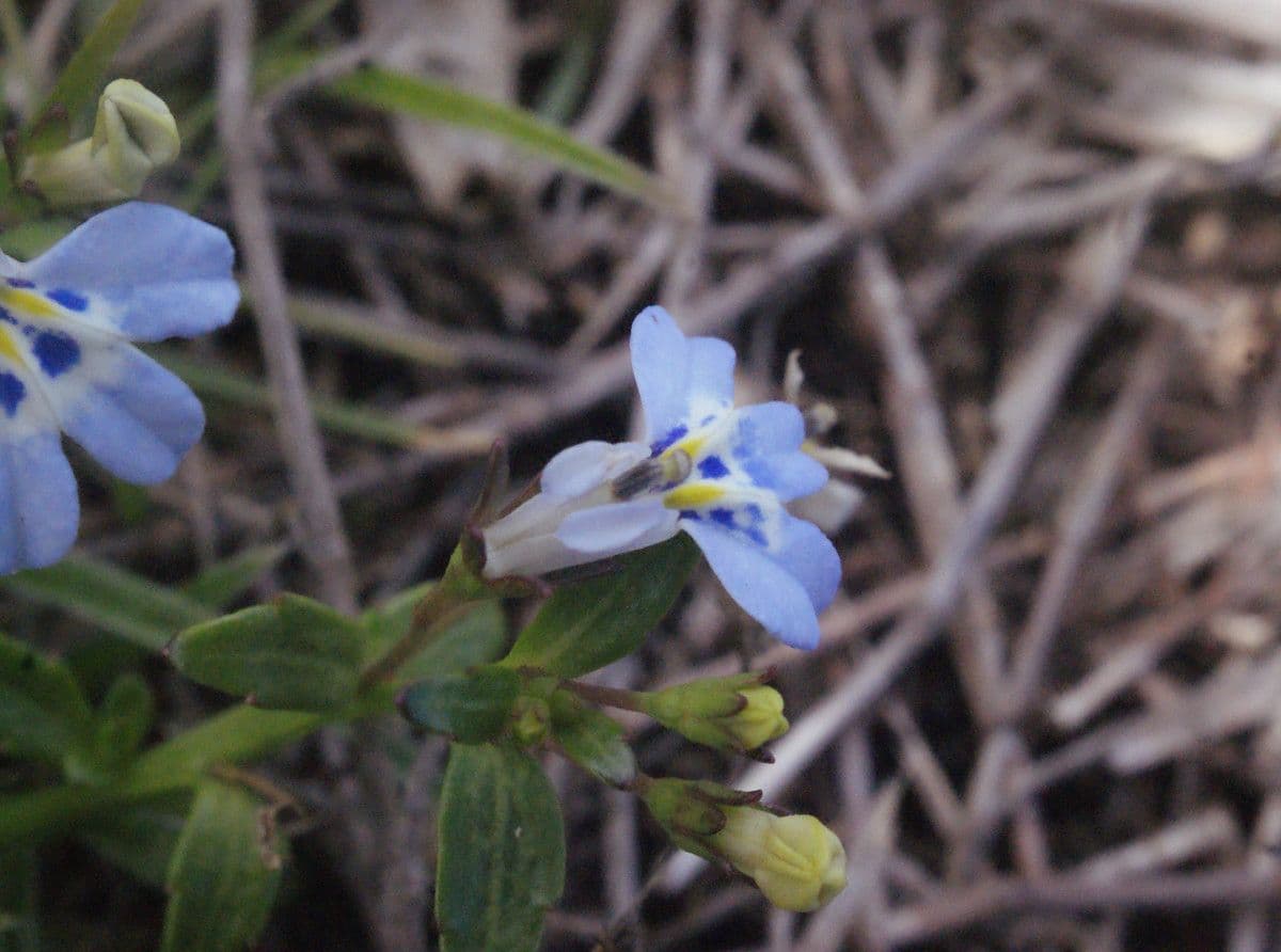 Lobelia strisciante