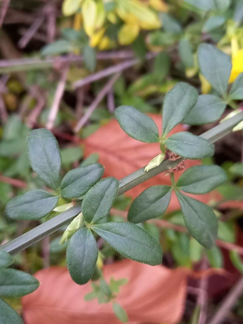 Winter-Jasmin 18