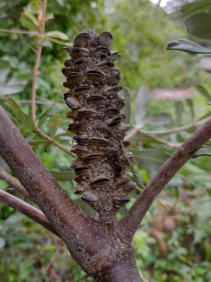 Banksia integrifolia 2