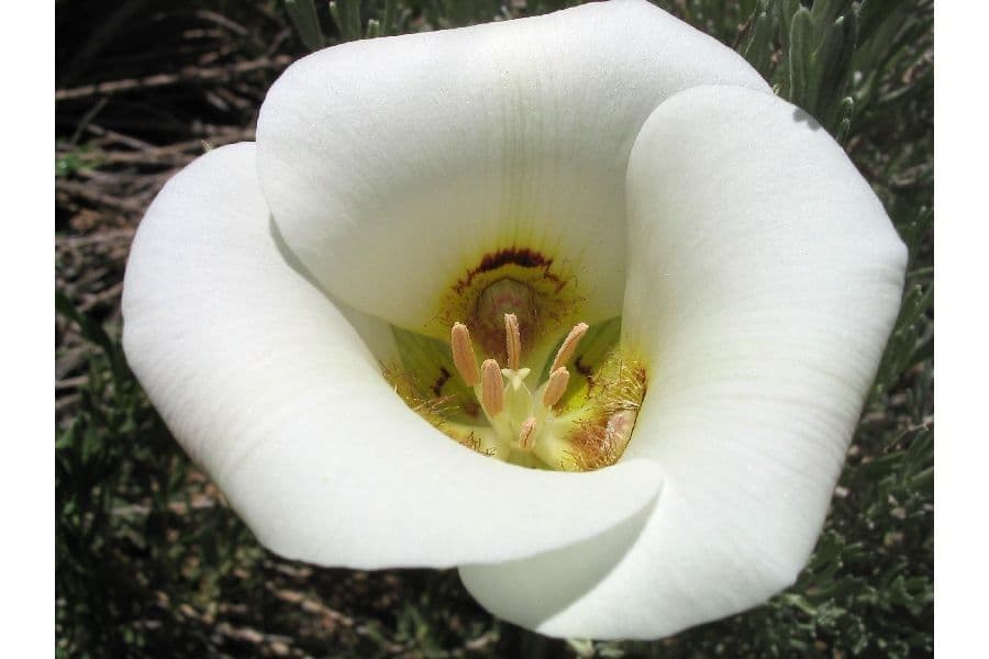 Nuttalls Kugelblume 2