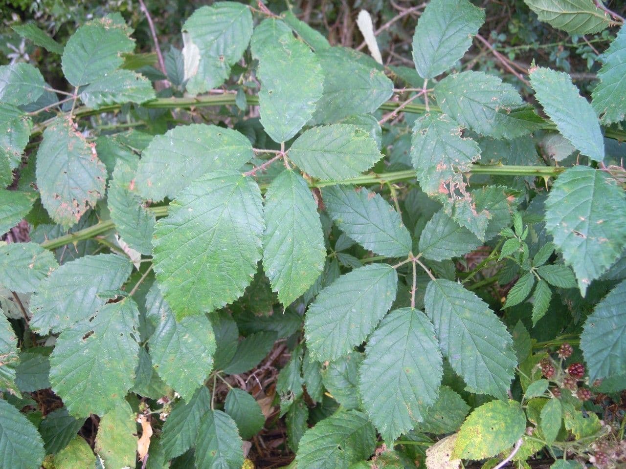 Rovo