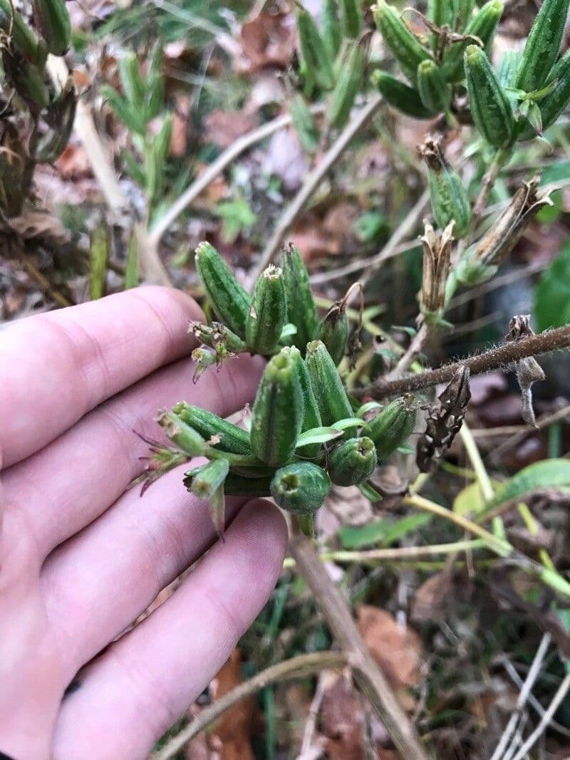 Enagra parviflora 5