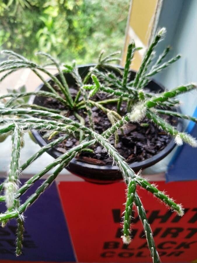 Rhipsalis 13