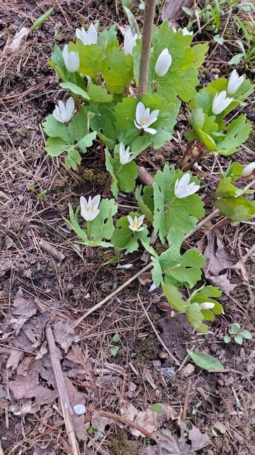 Sanguinaria 8