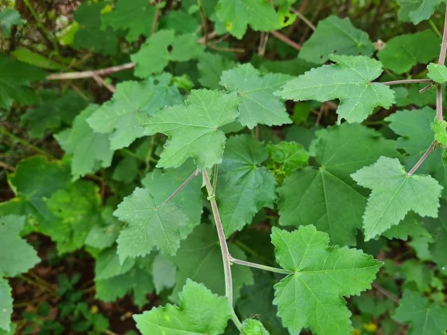Ibisco vitifoglio 15