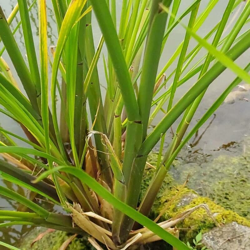 Zizania latifolia 2