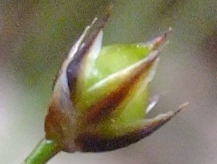 Kosmatka Forstera 5