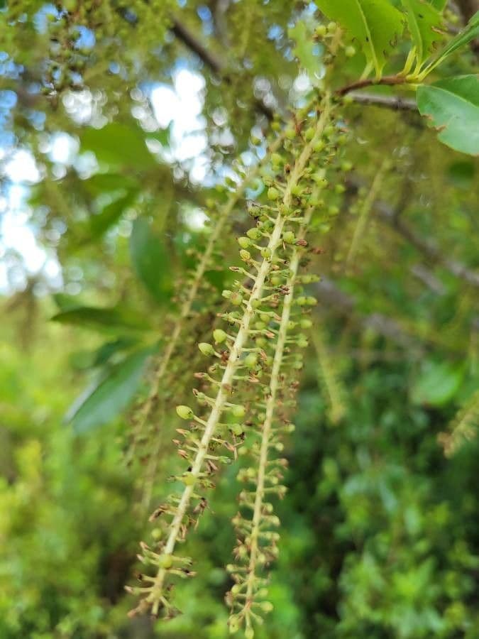 Cyrila