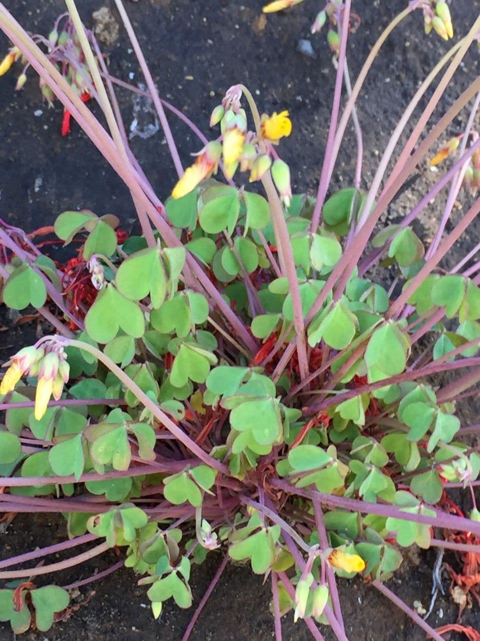 Acetosa 7