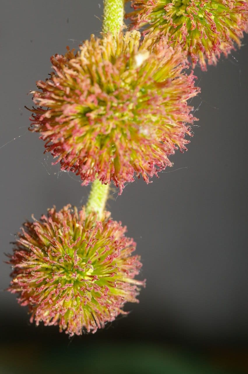 Platanus orientalis 7