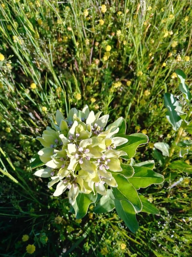 Asclepias viridis 6