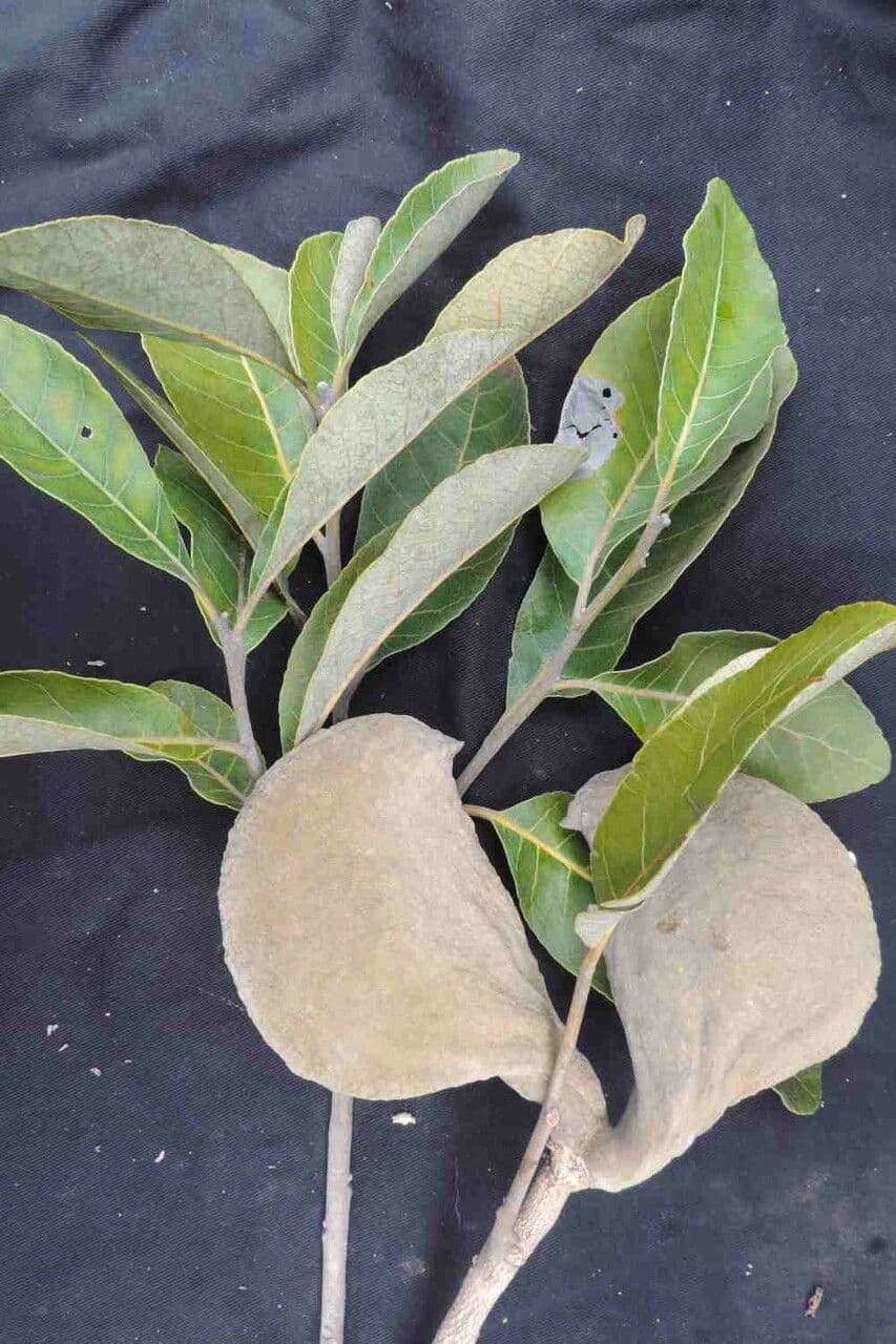 Aspidosperma 9