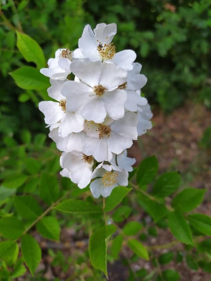 Rosa multiflora 9