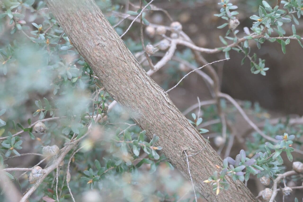 Wolliges Teebaum 11