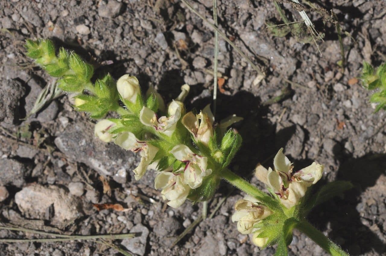 Stregona gialla 28