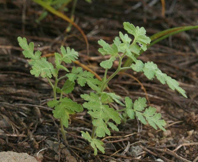 Fagelia ramosa 7