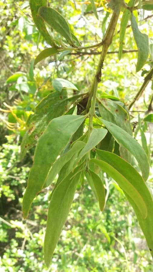 Psittacanthus rhynchanthus 10