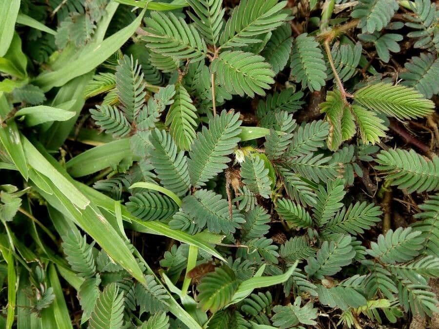 Mimosa pudica 15