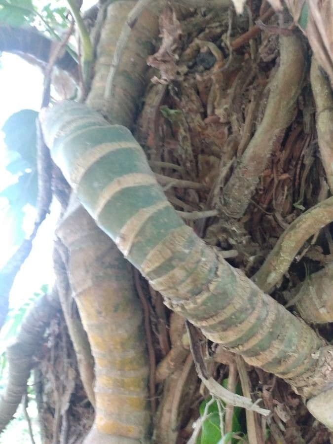 Monstera péřodílná 8