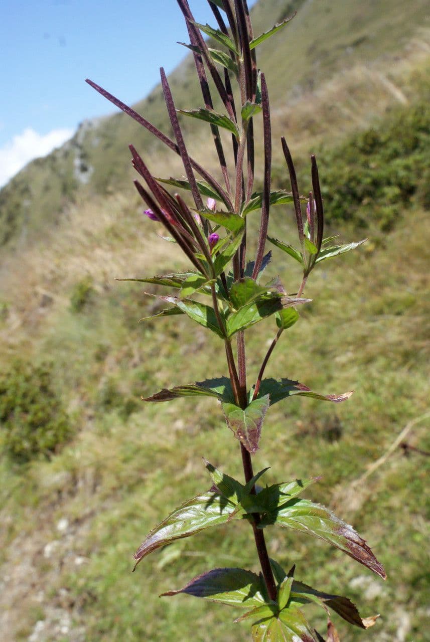 Epilobium alpestre 27