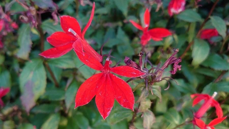Lobelia cardinale 8