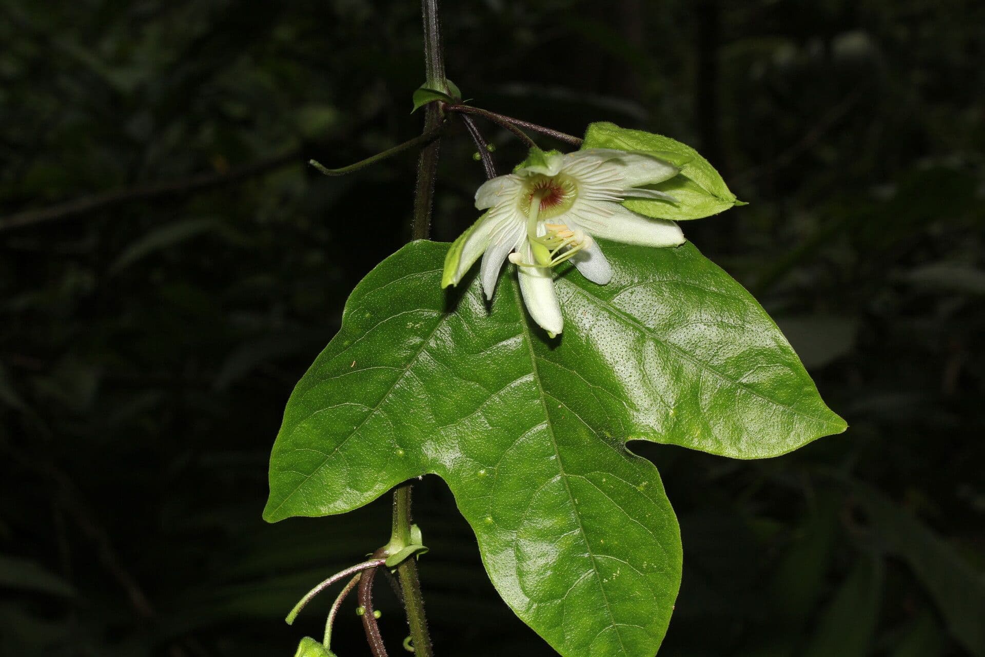 Passiflora 10