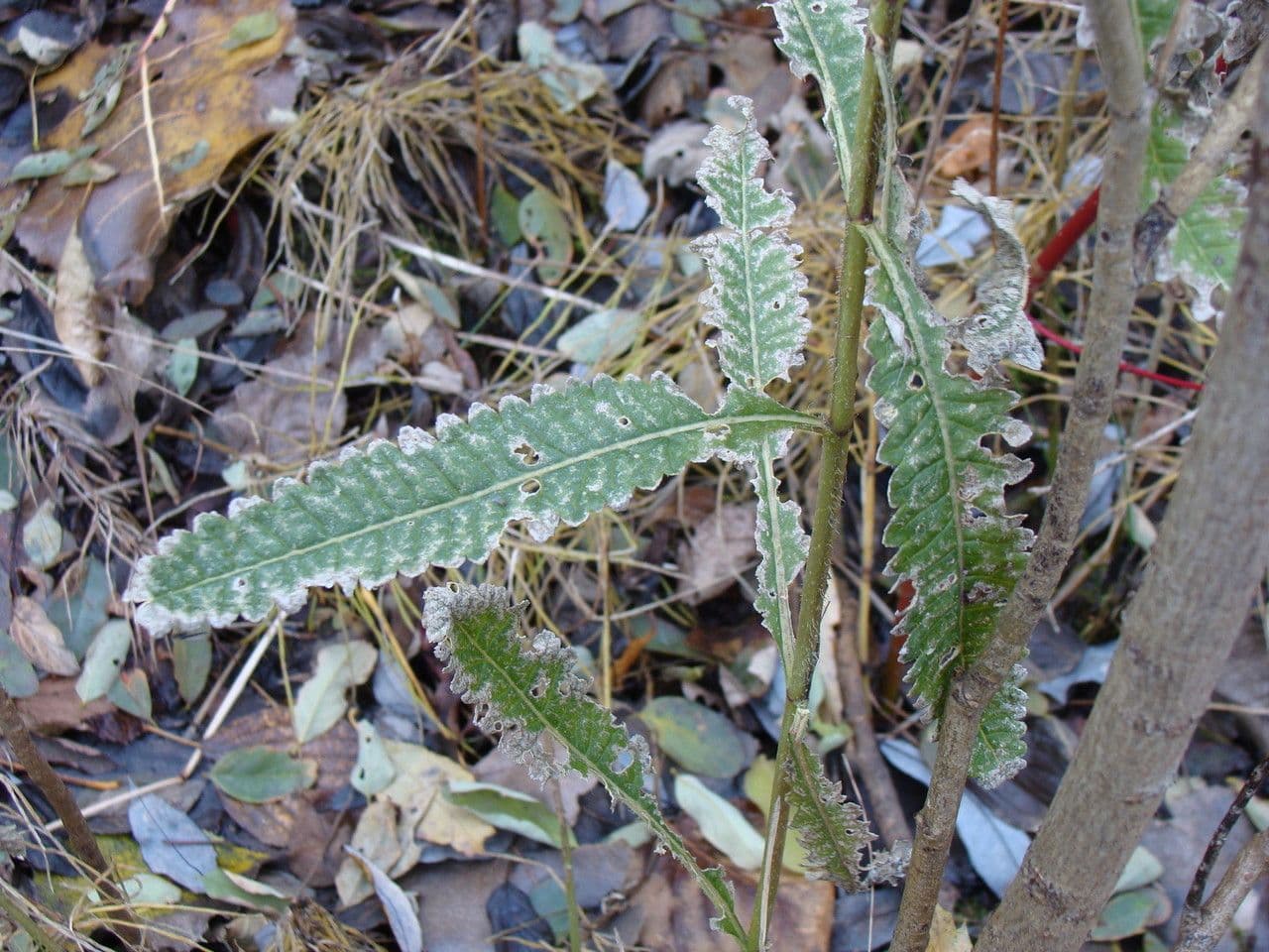Pedicularis lanceolata 10