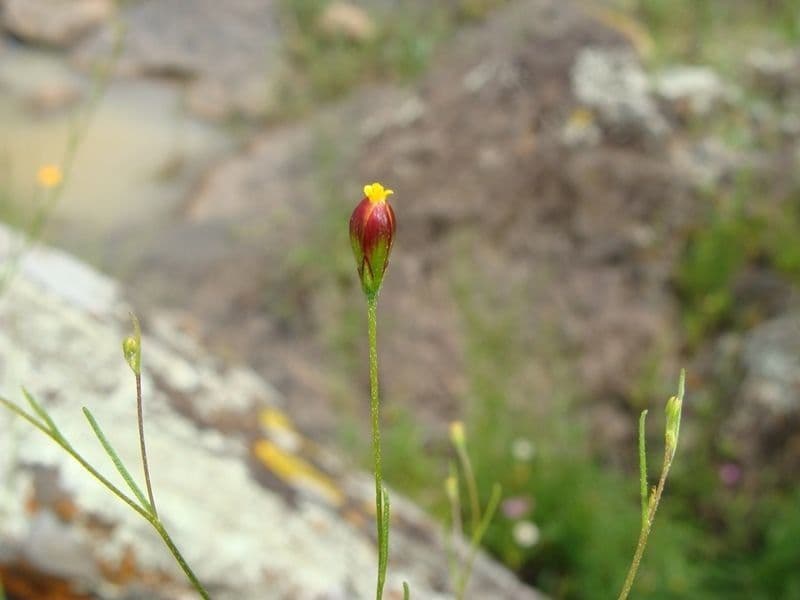 Heterosperma 6