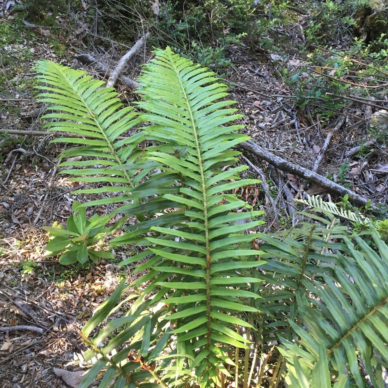 Blechnum 8