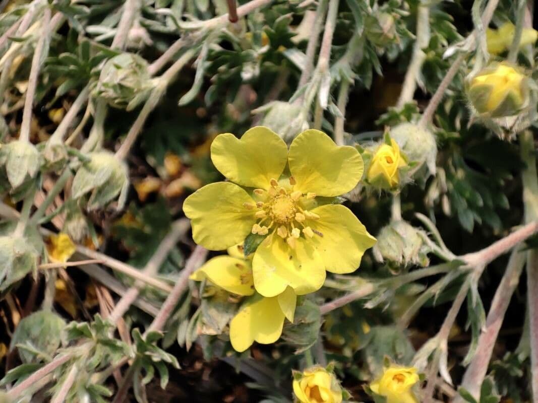 Potentilla
