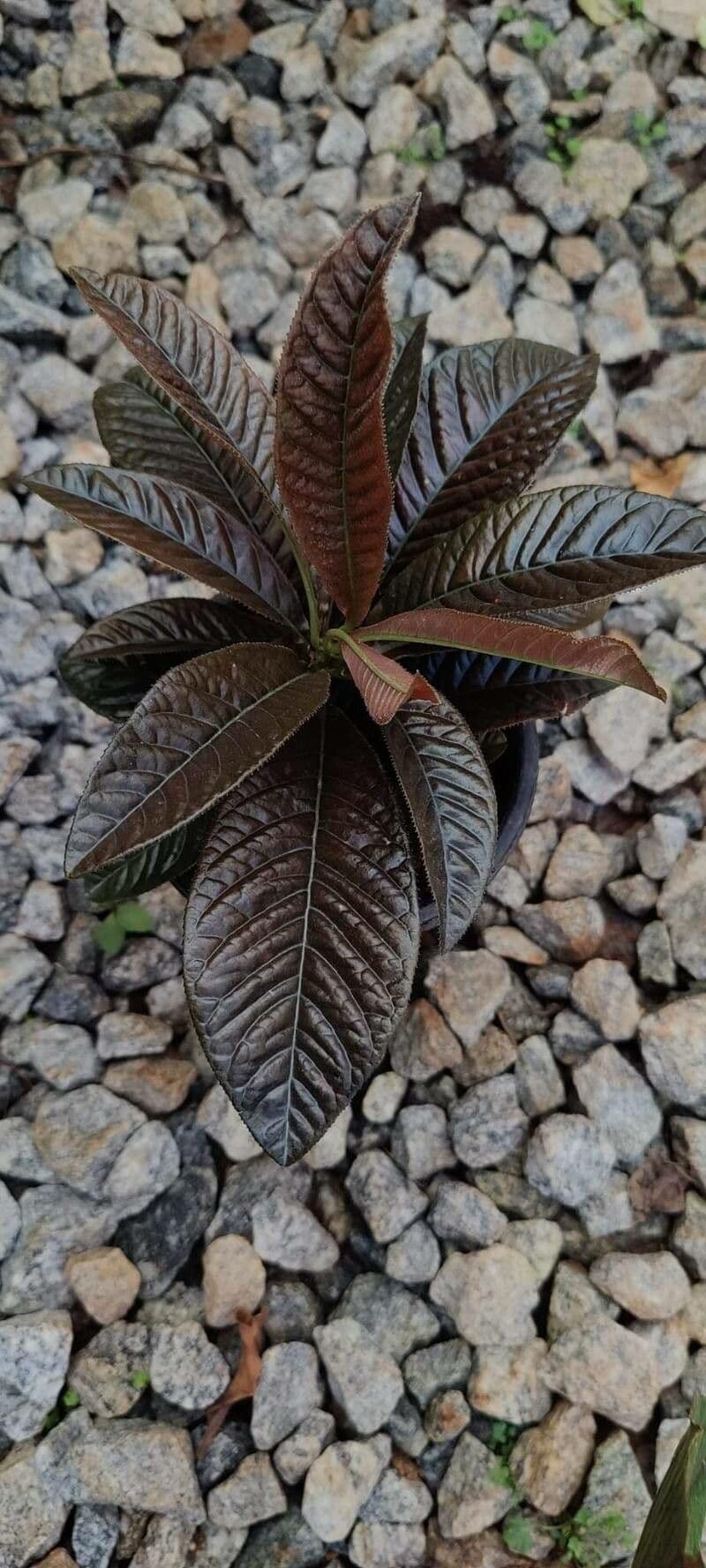 Ardisia affine