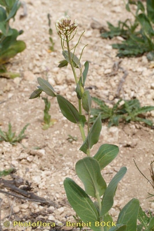 Conringia orientale 25