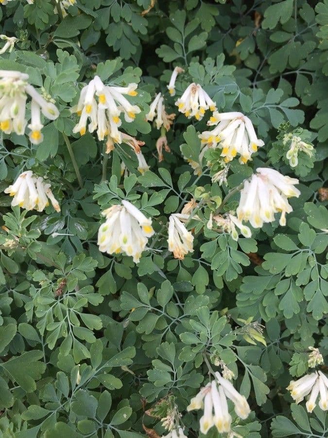 Corydalis blanca 4