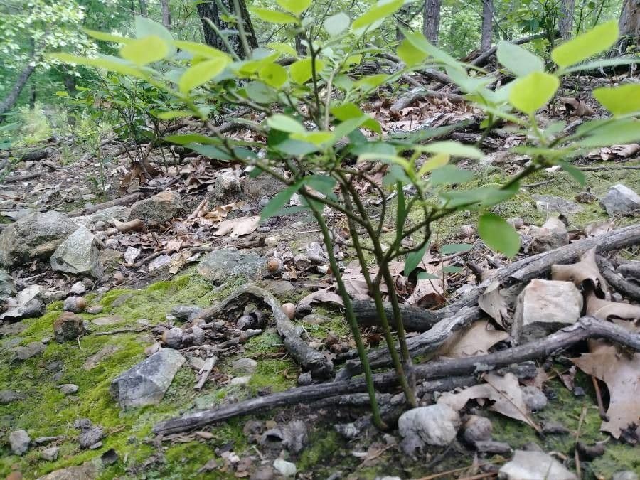 Engblättrige Heidelbeere 26
