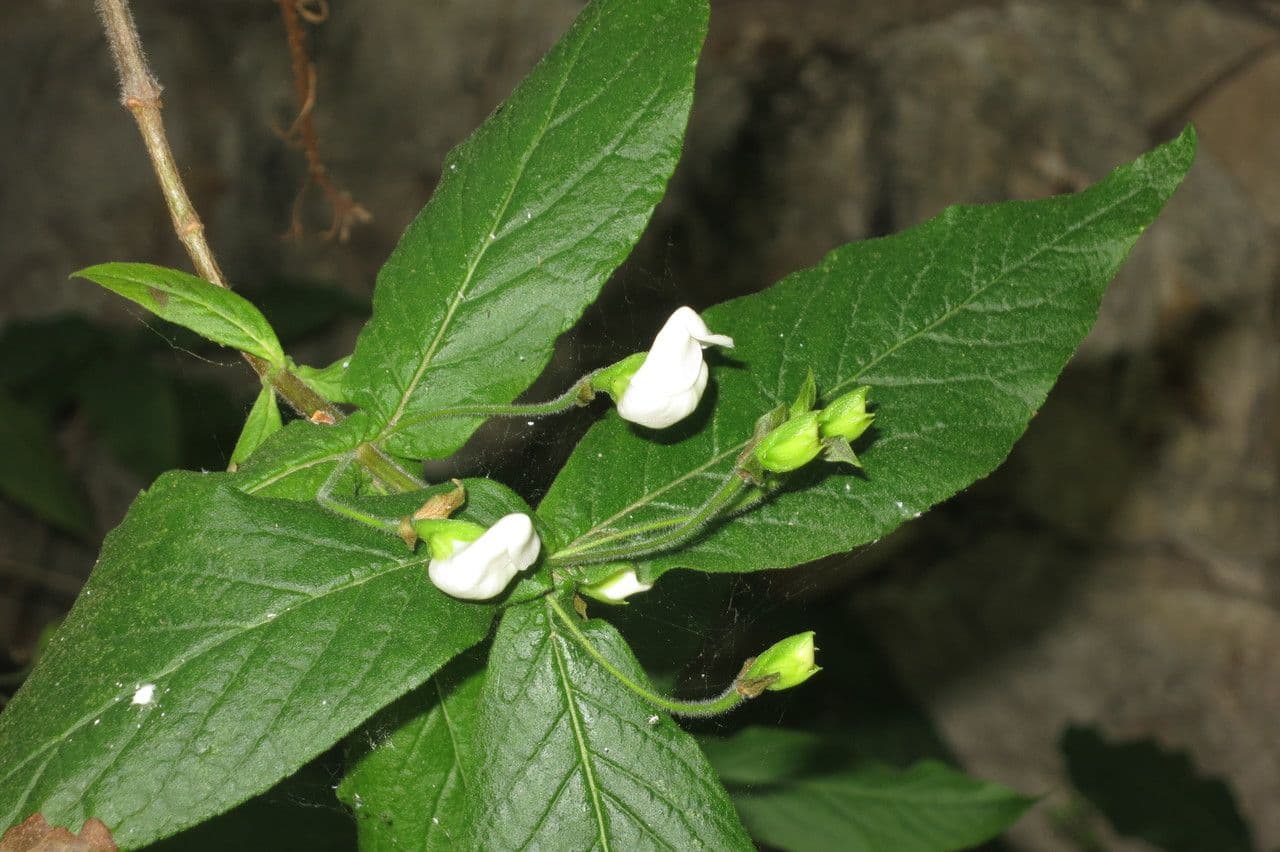 Bowkeria 7