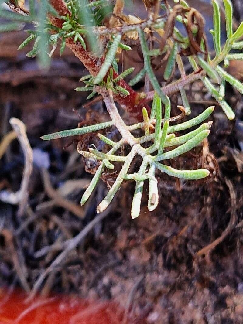 Ipomopsis 8
