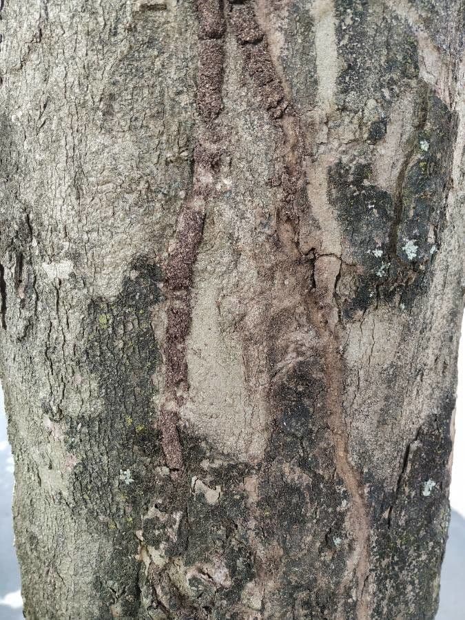 Syzygium malaccense 25