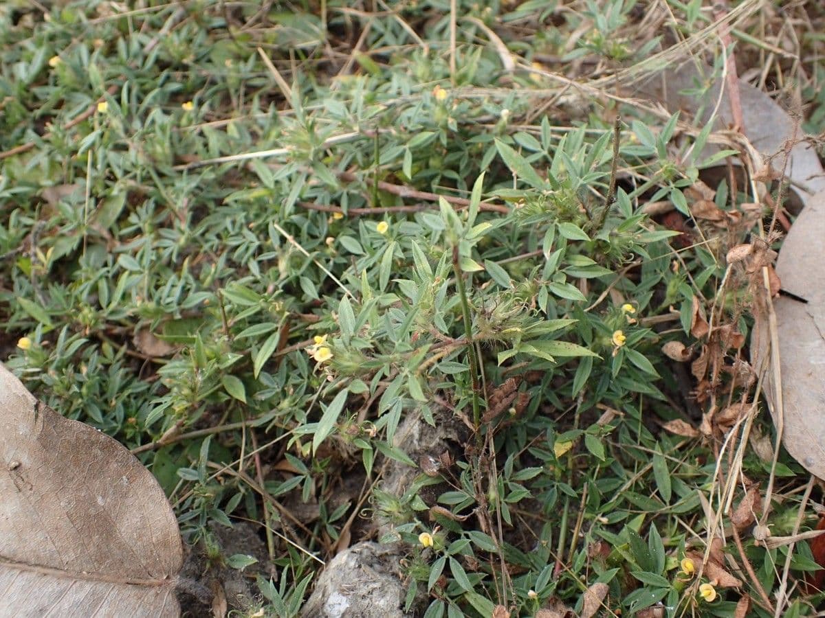 Strauchige Bleistiftblume 7