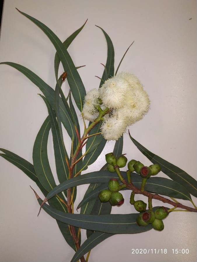 Eucalyptus microcarpa 3