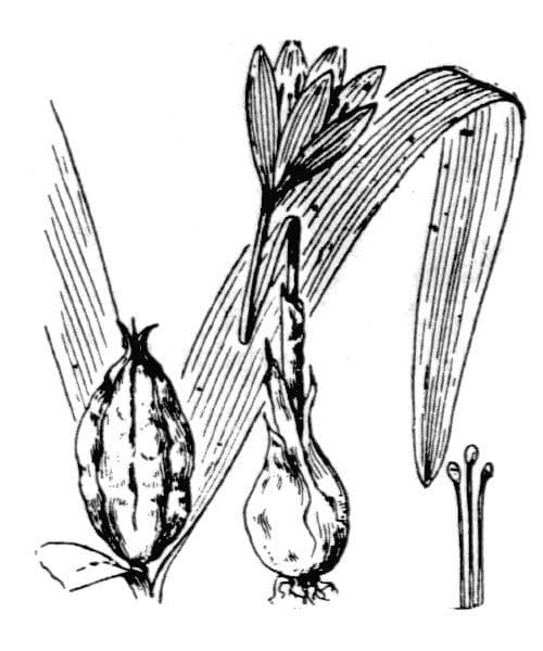 Ocún 14