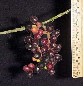 Sorocea 5