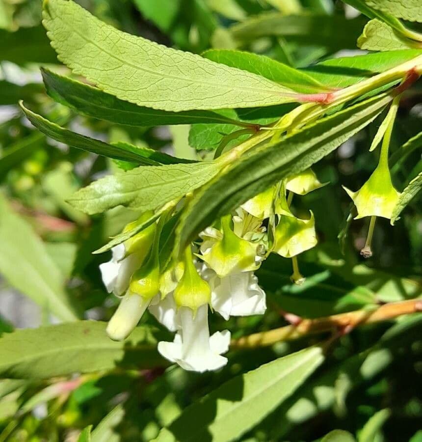 Escallonia
