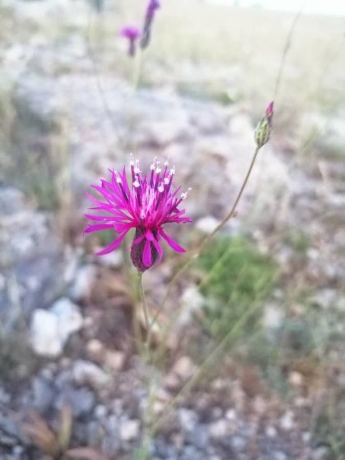 Crupina 6