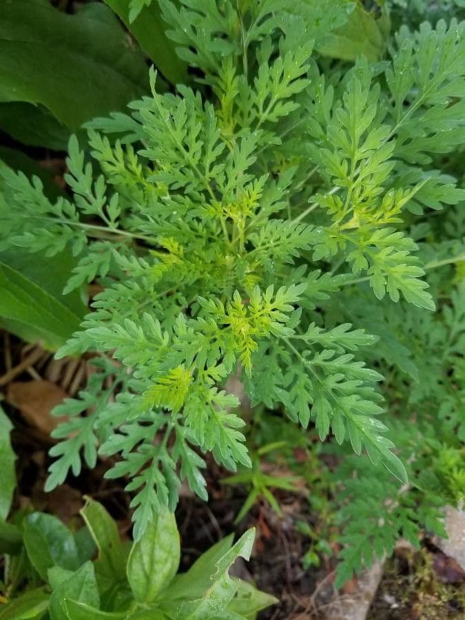 Ambrózia palinolistá 15